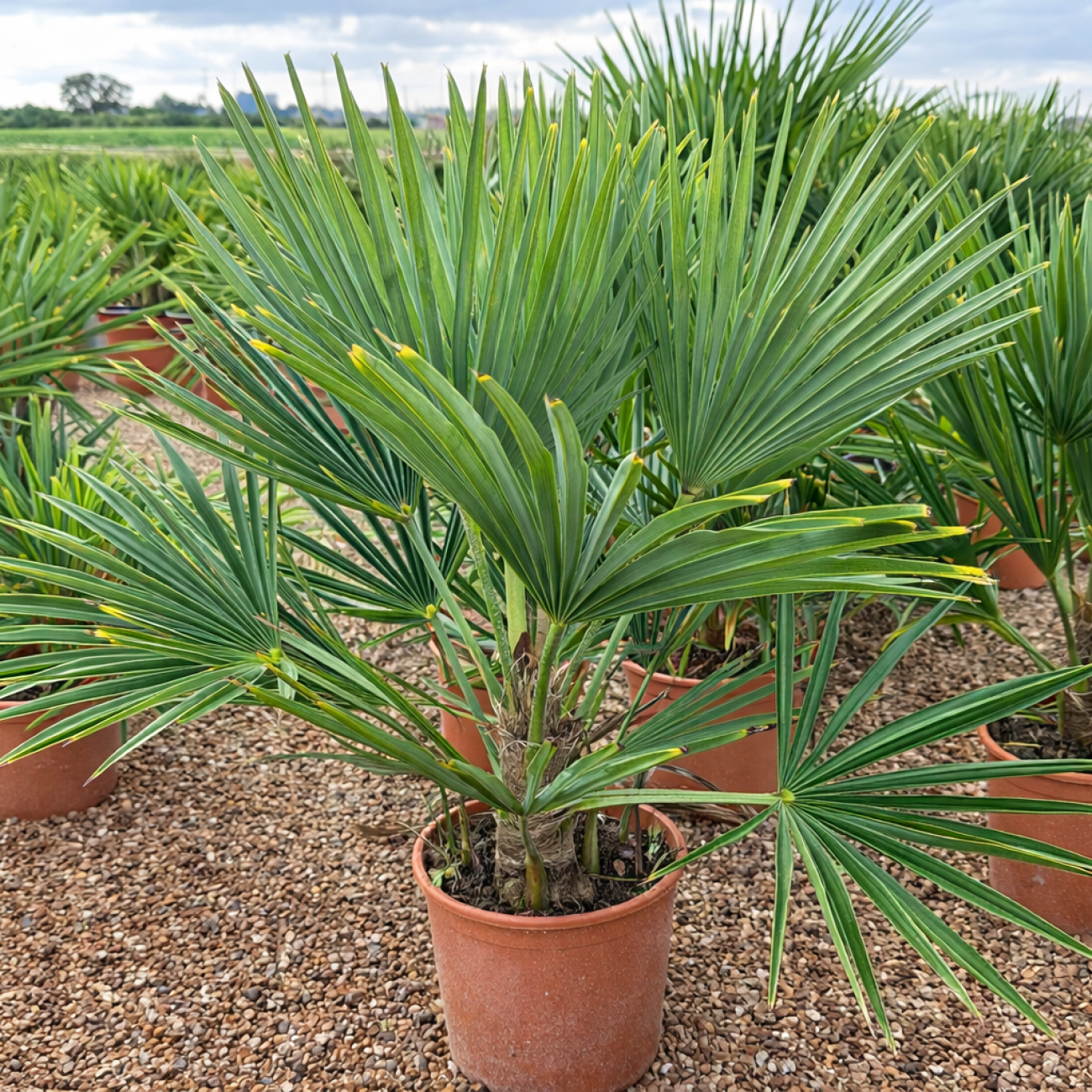 Obrázok Palma konopná (Trachycarpus fortunei) - výška kmeňa 10-15 cm, celková výška 50-70 cm, kont. C5L (-17°C)